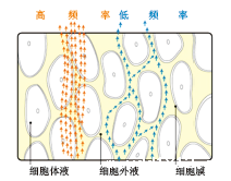 BE-1C普及型人体成分分析仪