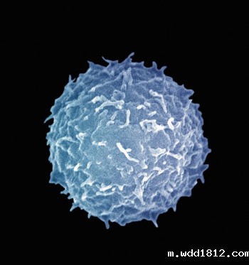 白细胞的生理功能与计数的意义