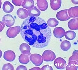 白细胞低的危害