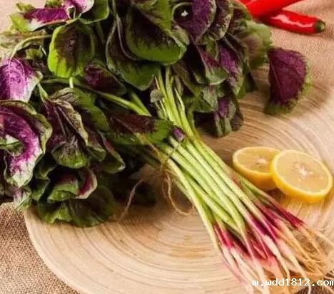 hth华体会app官网登录提议：处暑后经常吃5种“高钾菜”，补些钾有活力不疲倦